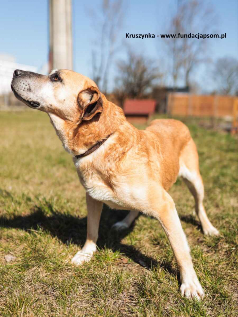 Kruszynka – dzielna, kochana sunia szuka swojego domu Olsztyn - zdjęcie 3