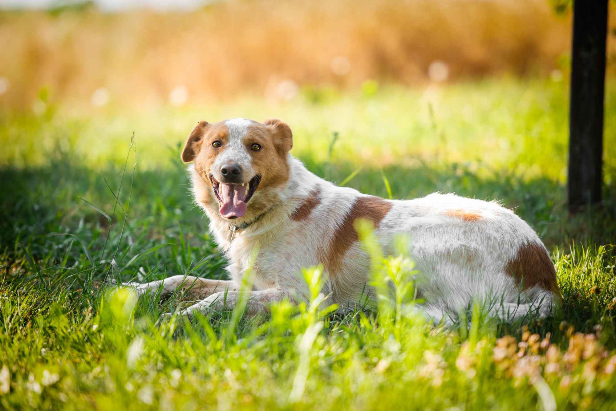Borysek - anioł w łatki szuka kochającego domu! Olsztyn - zdjęcie 4