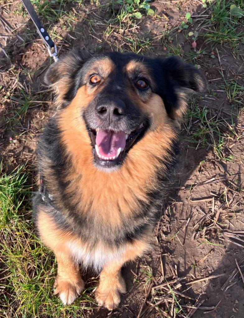 Fantastyczny Toster szuka domu! Olsztyn - zdjęcie 1