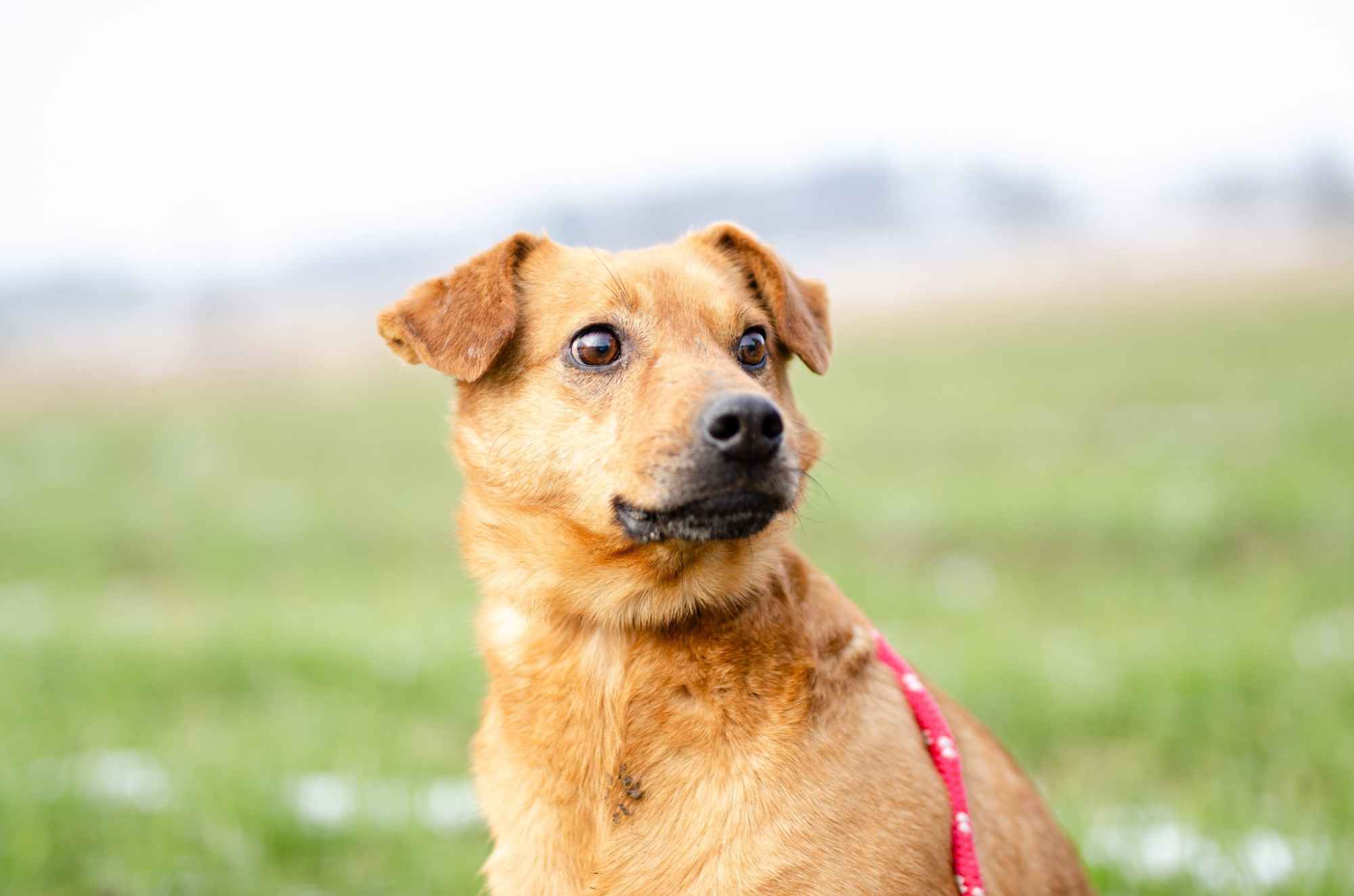 Cudowny, nieduży Rożek szuka domu Olsztyn - zdjęcie 6
