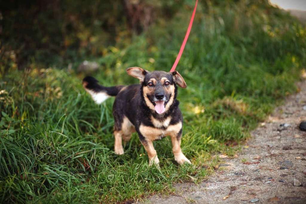 Baloo - niskopodłogowy wesołek szuka domu! Olsztyn - zdjęcie 2