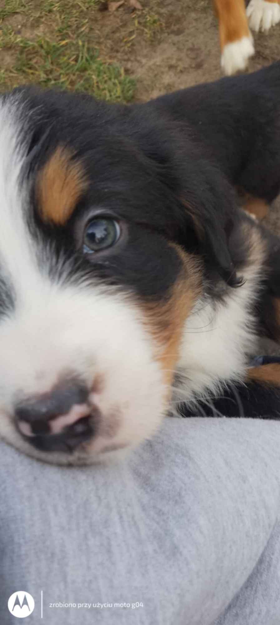 Berneńskie Psy Pasterskie Białobrzegi - zdjęcie 1