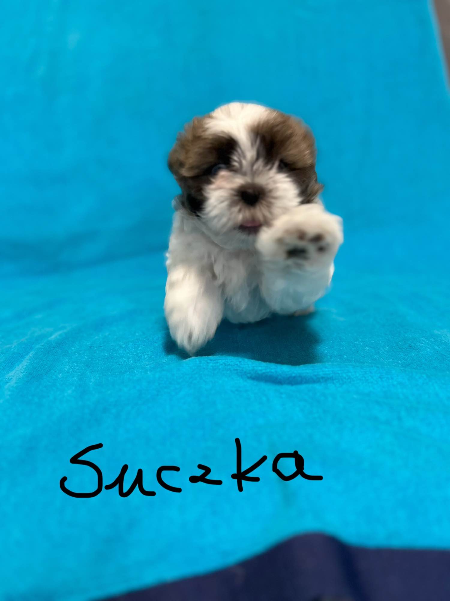 Hodowla psów rasowych Shihtzu Psie Pole - zdjęcie 2