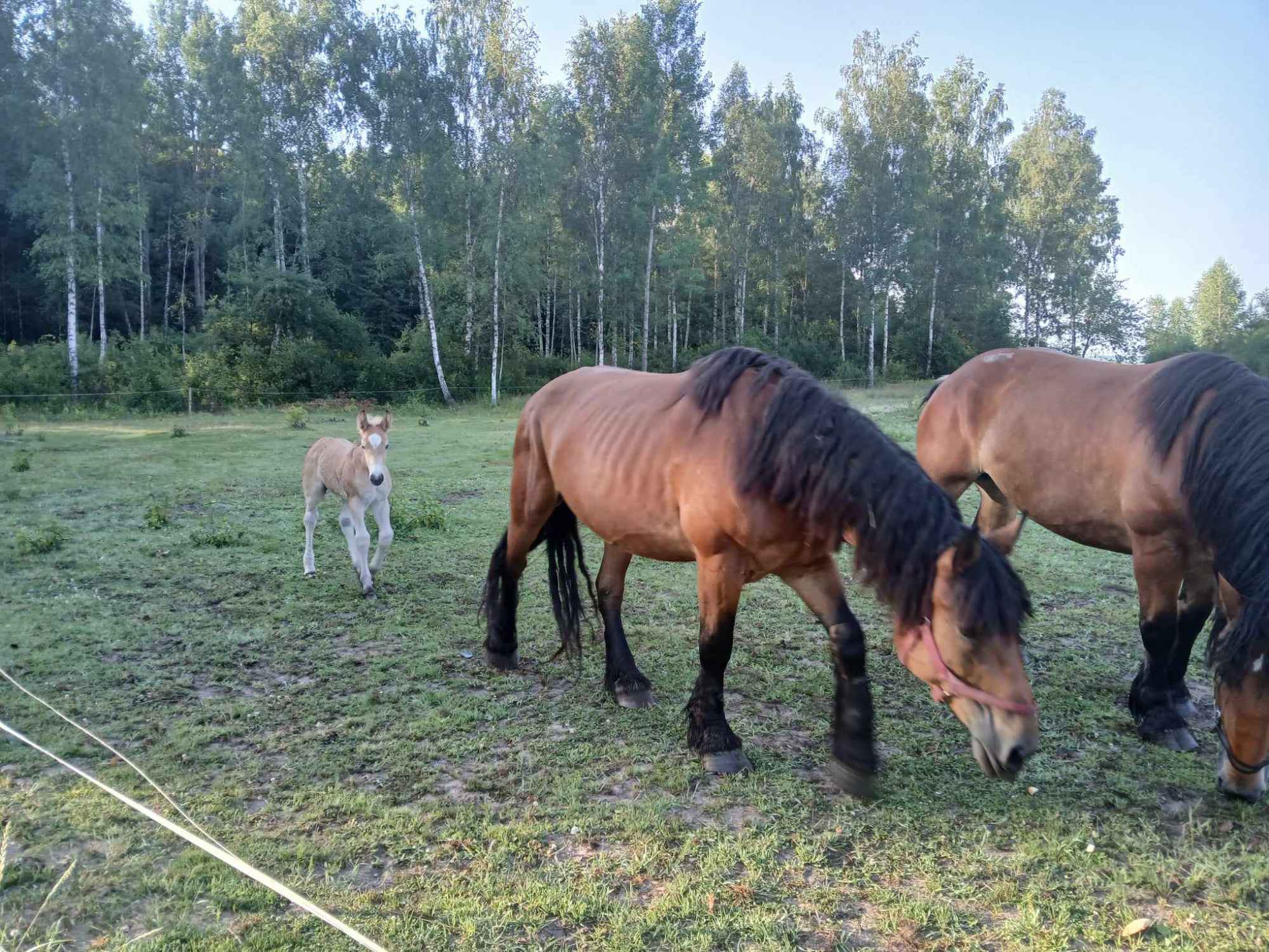 Sprzedam konie zimnokrwiste Białystok - zdjęcie 4