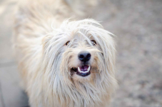 Nieoszlifowany diament - Frędzel  szuka domu! Olsztyn - zdjęcie 2