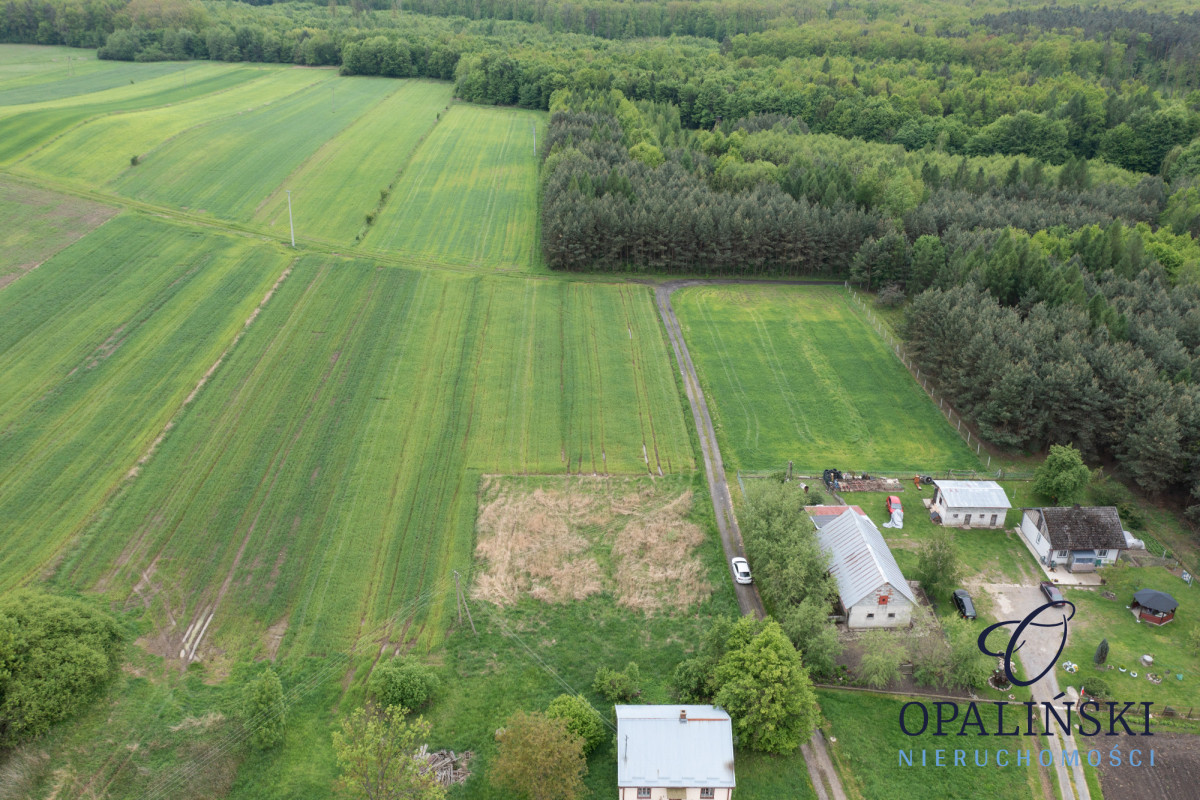 Cisza | Spokój | Las | Budowlana Czerce - zdjęcie 4