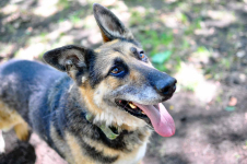 Horaś - ideał z klapniętym uszkiem szuka domu! Olsztyn - zdjęcie 6