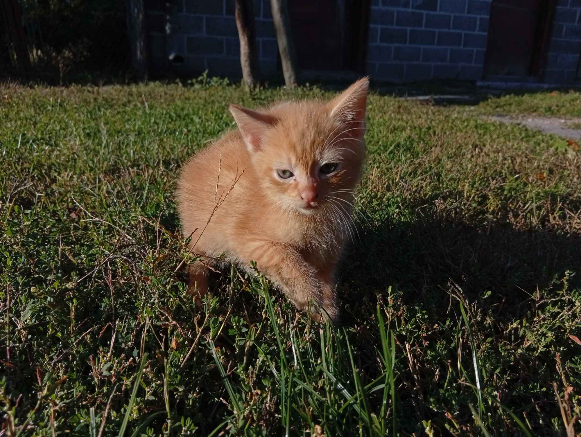 Koty do adopcji za darmo Włoszczowa - zdjęcie 5