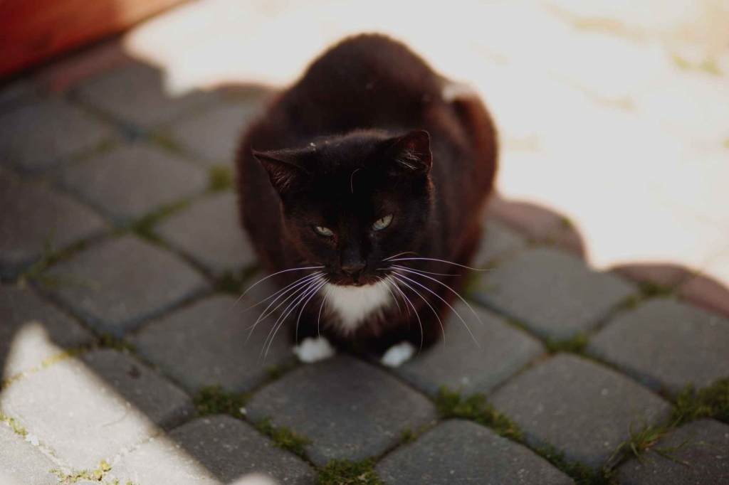 Bryś - spokojny, niekonfliktowy kotek szuka domu! Olsztyn - zdjęcie 4