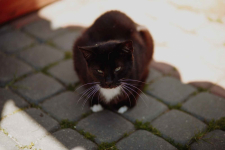 Bryś - spokojny, niekonfliktowy kotek szuka domu! Olsztyn - zdjęcie 4