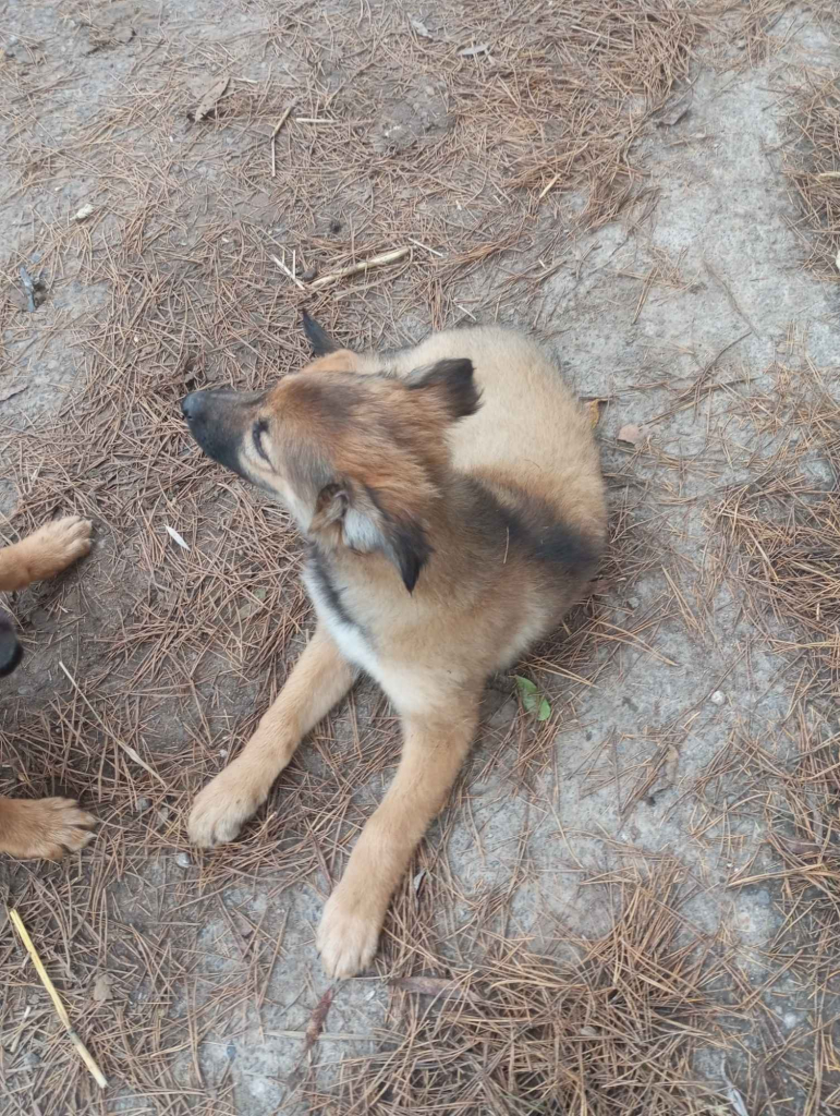 Owczarek niemiecki Sieprawice - zdjęcie 5