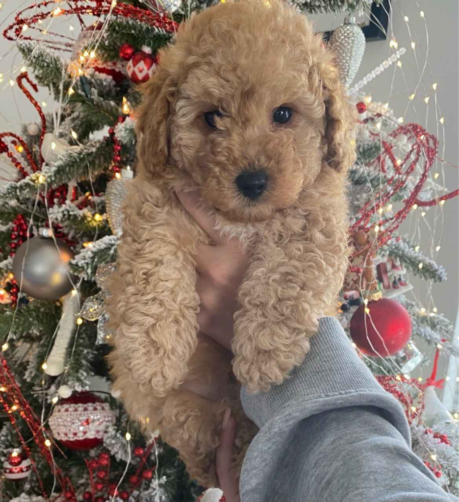 Pudel zabawka Śródmieście - zdjęcie 1