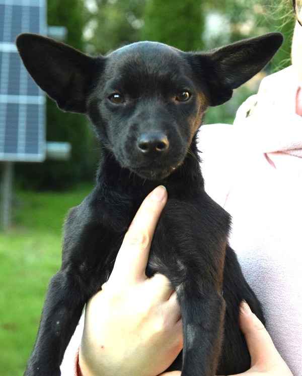 TINA mała z dużymi uszkami– szuka domu Sochaczew - zdjęcie 4