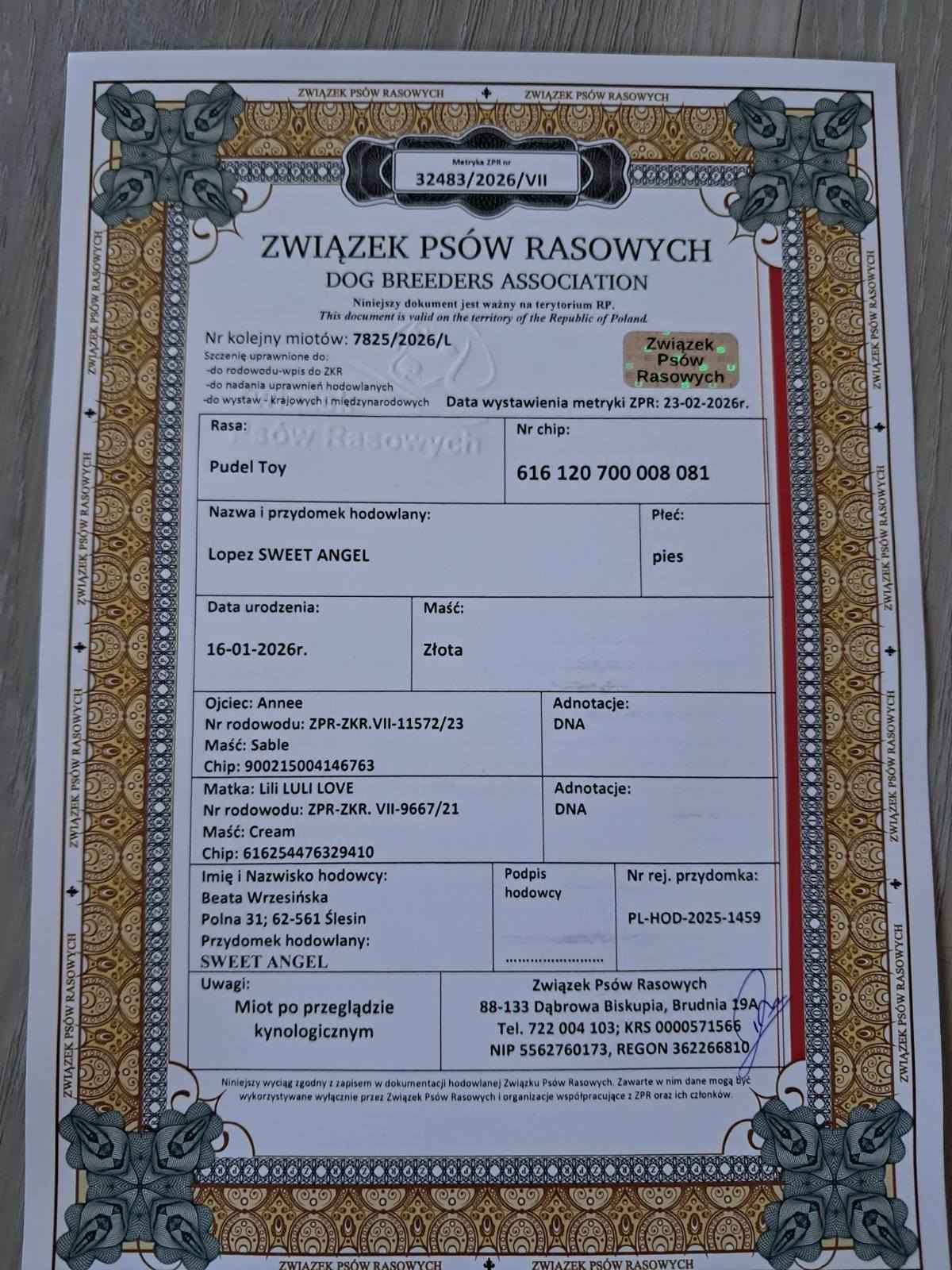 Pudel Toy z hodowli Sweet Angel Wielkopole - zdjęcie 5