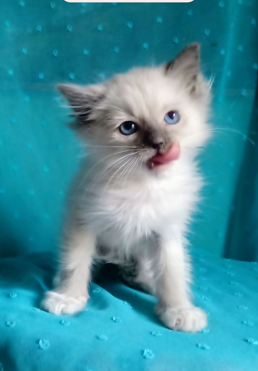 Kocurek Ragdoll z rodowodem i wyprawką Górna - zdjęcie 2