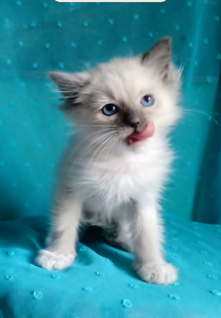 Kocurek Ragdoll z rodowodem i wyprawką Górna - zdjęcie 2