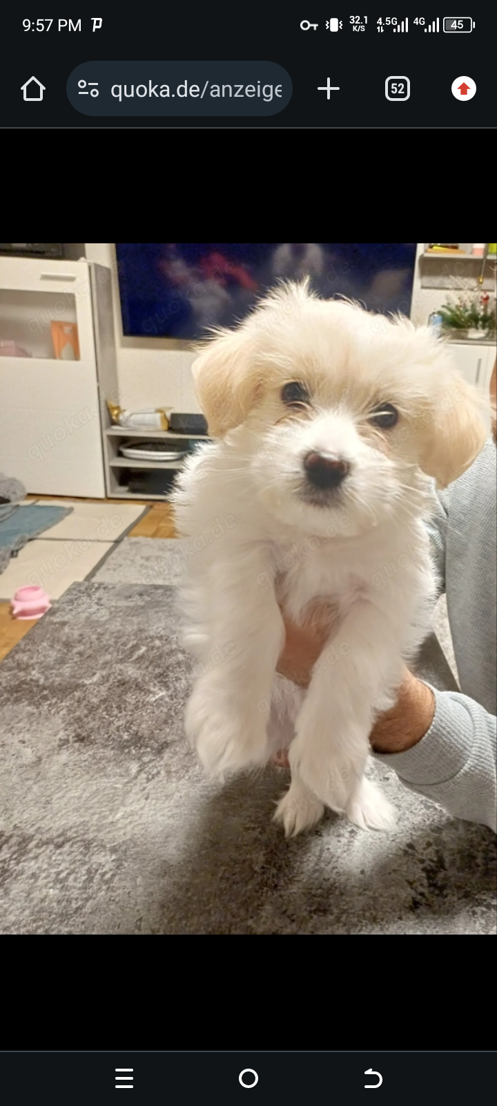 Sprzedam małego maltańczyka. Najlepszy prezent na święta. Bemowo - zdjęcie 1