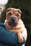 Na sprzedaż szczeniaki rasy Shar pei po utytułowanych rodzicach Banino - zdjęcie 7
