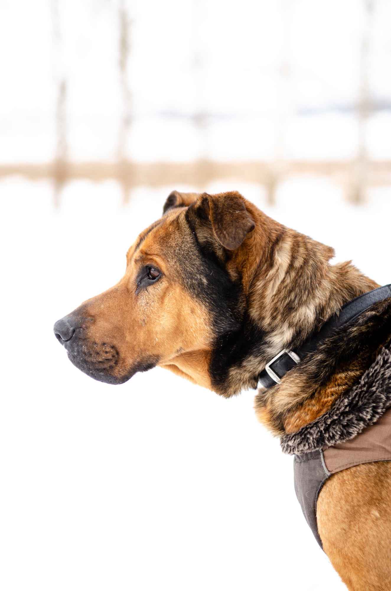 Leon - wielki pies z gołębim sercem szuka domu! Olsztyn - zdjęcie 3