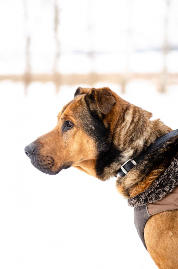 Leon - wielki pies z gołębim sercem szuka domu! Olsztyn - zdjęcie 3