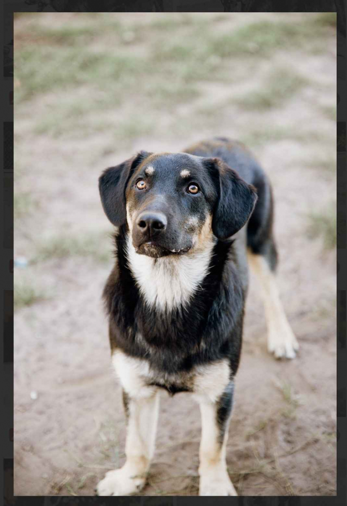 Fryc - młodziutki, wesoły, kochający człowieka Olsztyn - zdjęcie 4