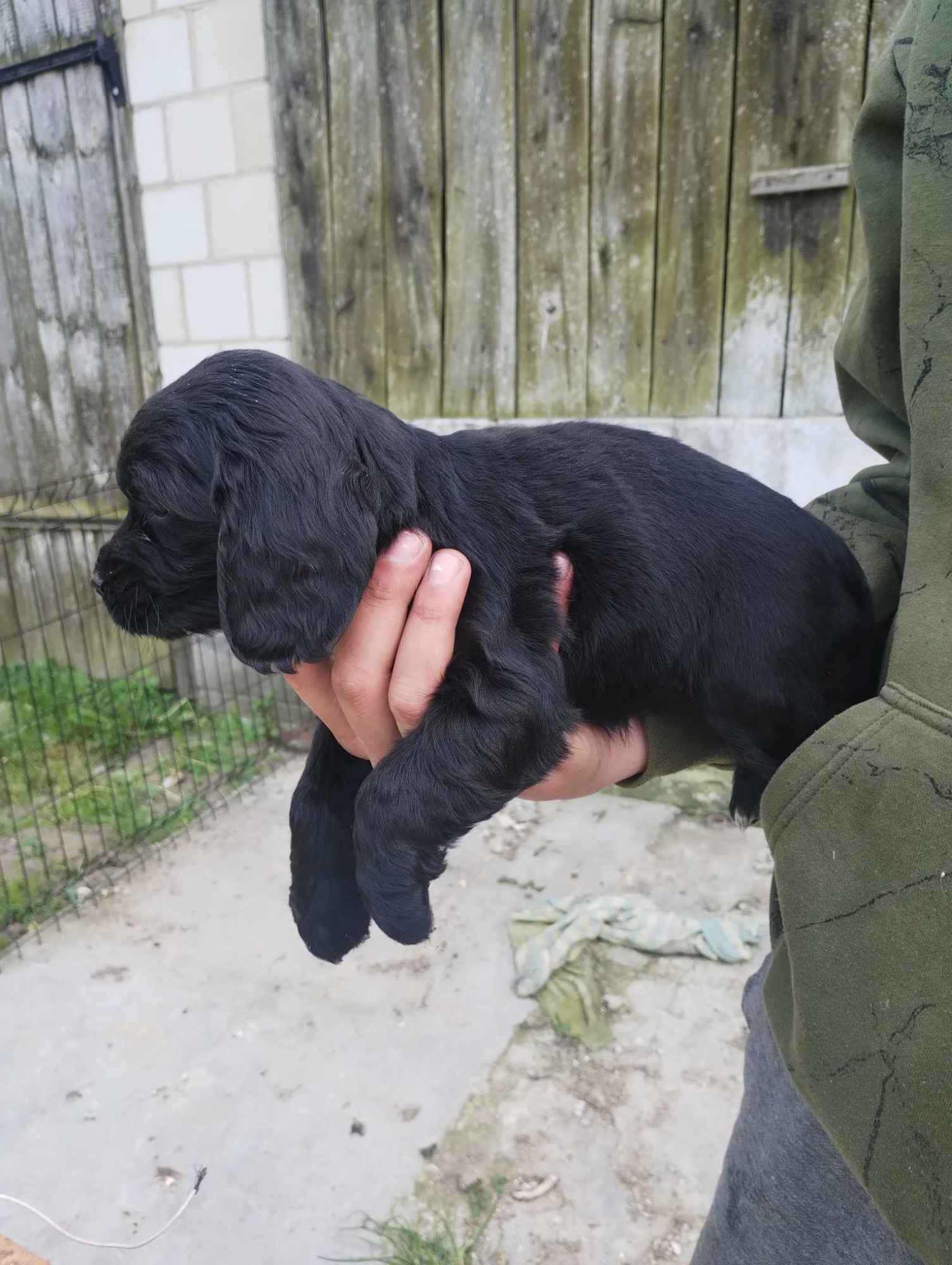 Cocer Spaniel Szczeniaki Opole Lubelskie - zdjęcie 4