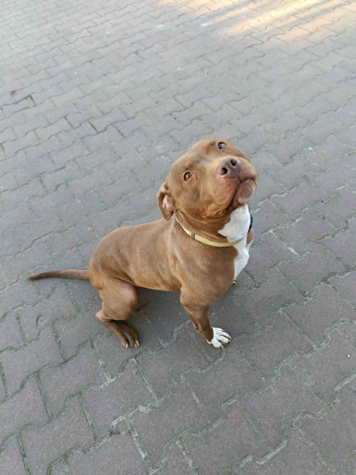 Megi - wyjątkowa sunia w typie pitbulla szuka domu! Olsztyn - zdjęcie 5