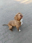 Megi - wyjątkowa sunia w typie pitbulla szuka domu! Olsztyn - zdjęcie 5