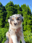 ZKwP Owczarek australijski - suczka blue merle Cedry Wielkie - zdjęcie 5