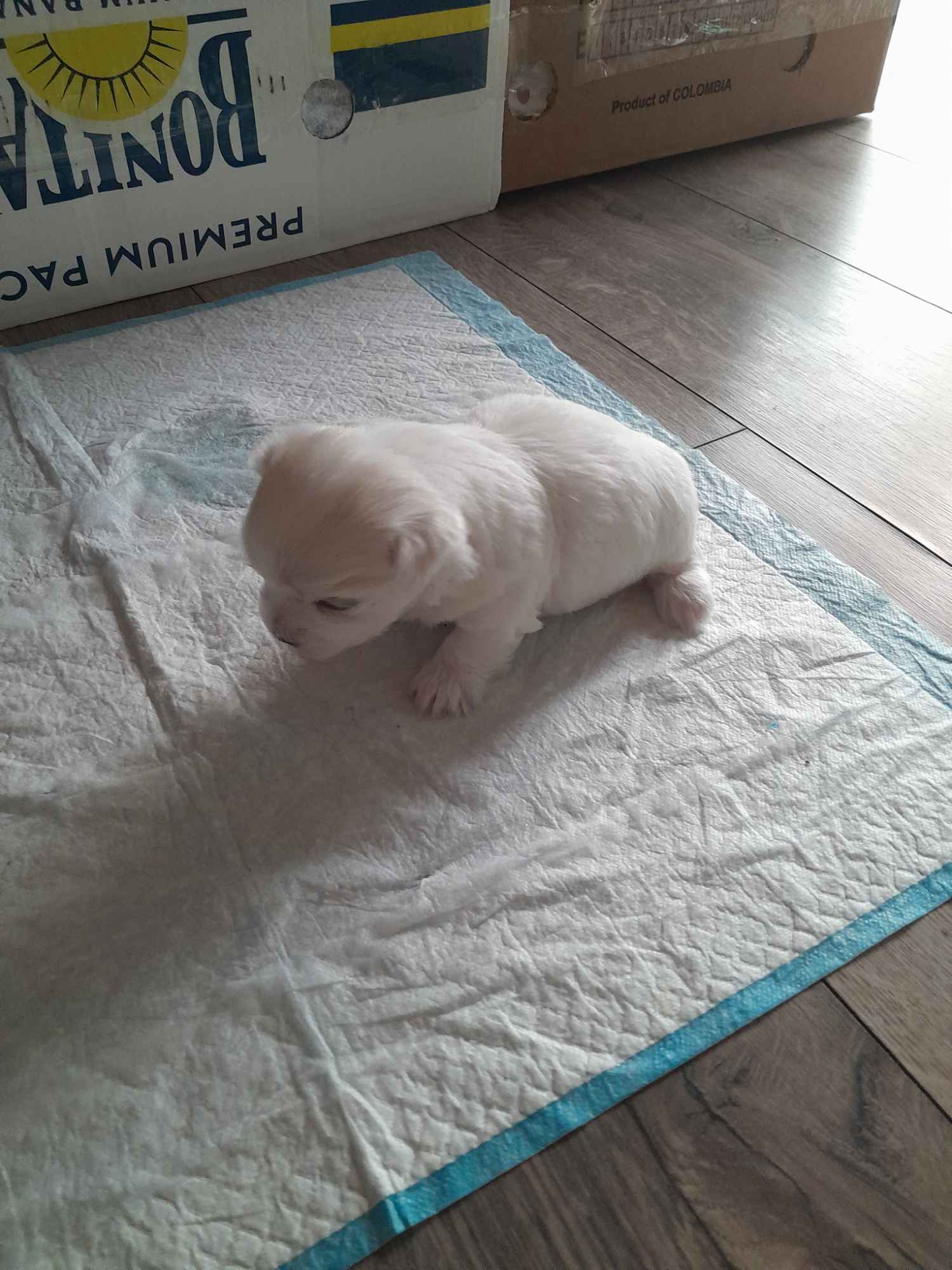 Maltanczyk piesek Ozorków - zdjęcie 1