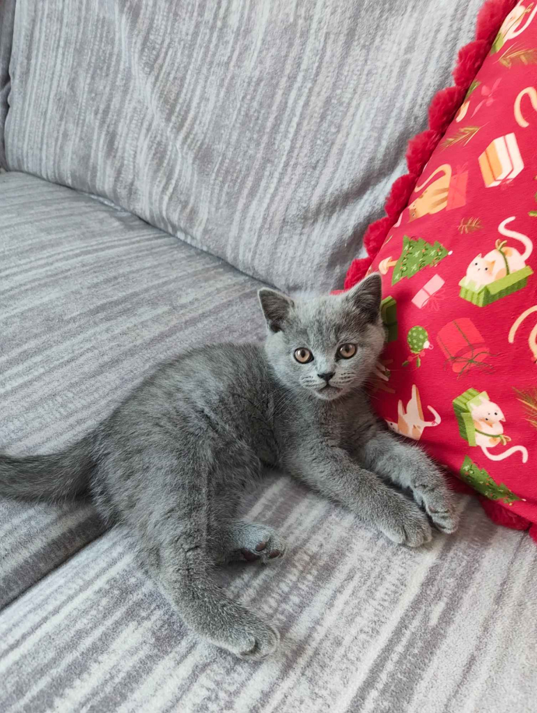 Kotka Brytyjska krótkowłosa niebieska (Limonka) Brwinów - zdjęcie 3