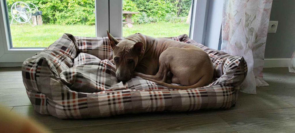 Thai Ridgrback Dog - Dog Thajski Tarnów - zdjęcie 6