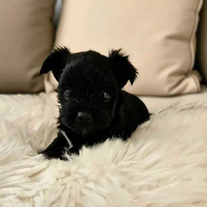 Wybitnie piękny Unikatowy York - Czarny bez podpaleń - Hodowla Legalna Fabryczna - zdjęcie 8