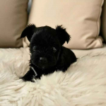 Wybitnie piękny Unikatowy York - Czarny bez podpaleń - Hodowla Legalna Fabryczna - zdjęcie 8