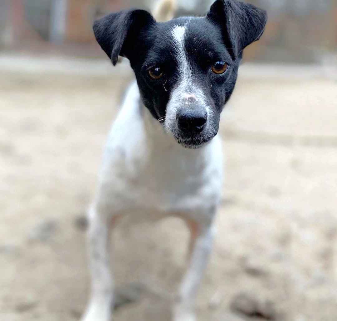 Kazia - niewielka, delikatna sunia szuka domu! Olsztyn - zdjęcie 1