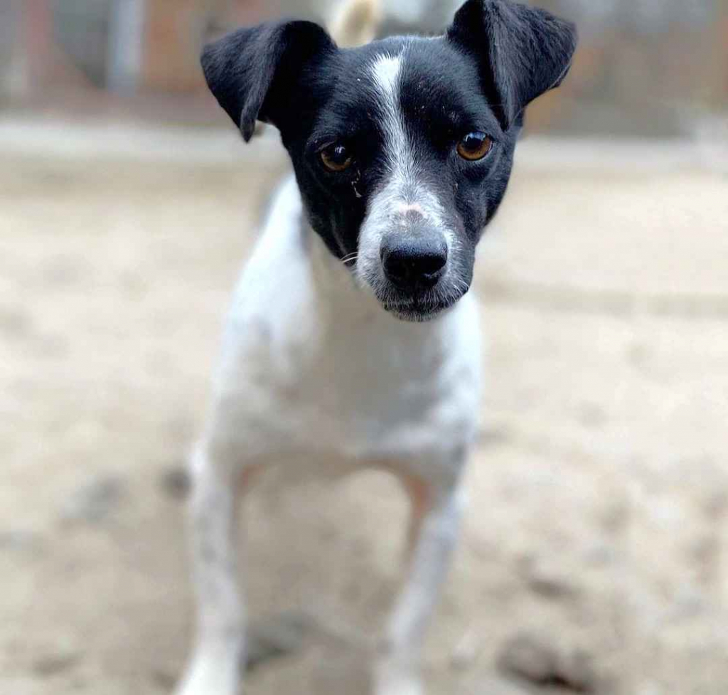 Kazia - niewielka, delikatna sunia szuka domu! Olsztyn - zdjęcie 1