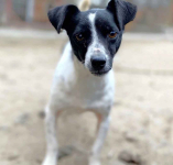 Kazia - niewielka, delikatna sunia szuka domu!