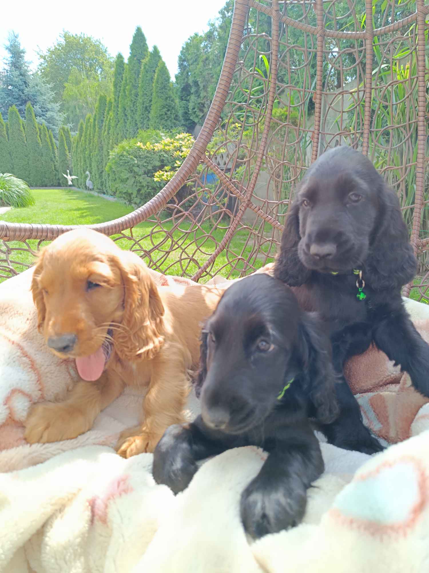 Cocker Spaniel Angielski Bałuty - zdjęcie 6