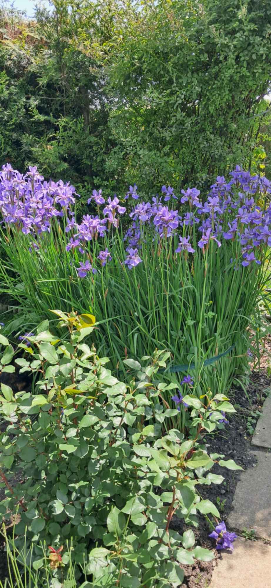 Działka ROD Tarnów - zdjęcie 2