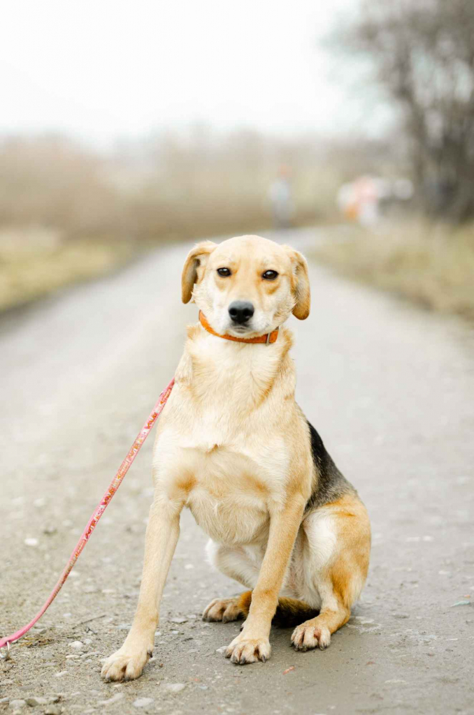 Od szczeniaka w schronisku, Kira błaga o dom! Olsztyn - zdjęcie 3