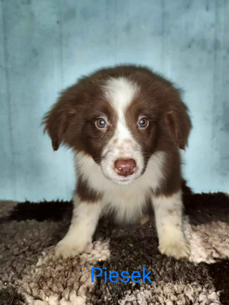 Sprzedam pieski rasy Border collie Nowe Miasto nad Pilicą - zdjęcie 3
