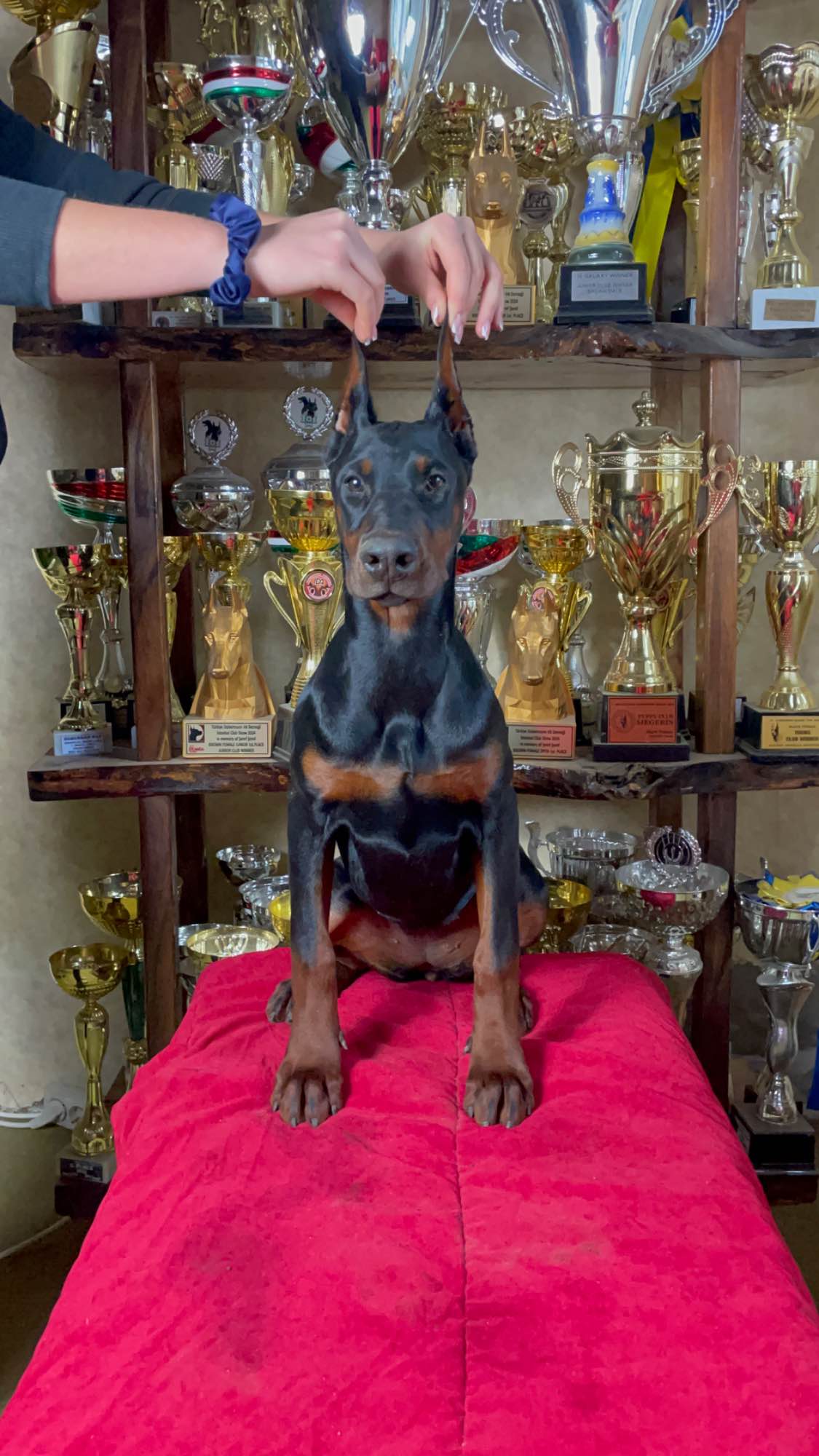 Dobermann Puppy Bemowo - zdjęcie 2