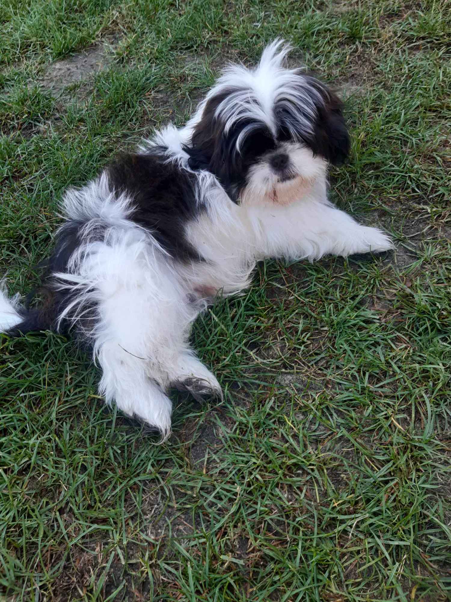 Szczeniak 4-miesięczny rasy shih tzu samiec Przedbórz - zdjęcie 5