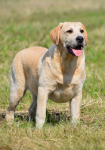 Labrador pies NEW AVALANCHE Passion DOg ZKwP/FCI Chotów - zdjęcie 6