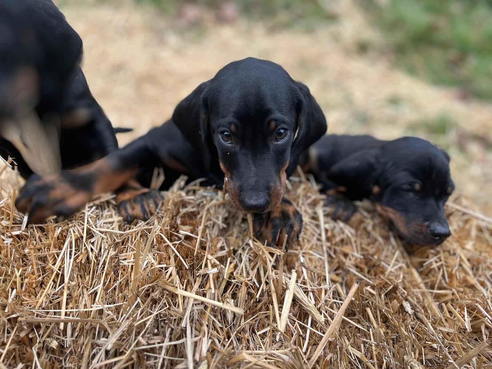 Szczenięta Rasy Gończy Polski Hodowla JURAJSKI GON FCI Częstochowa - zdjęcie 11