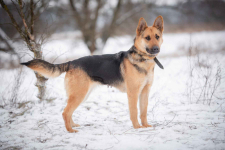 Młoda, radosna Mona w typie owczarka szuka domu! Olsztyn - zdjęcie 2