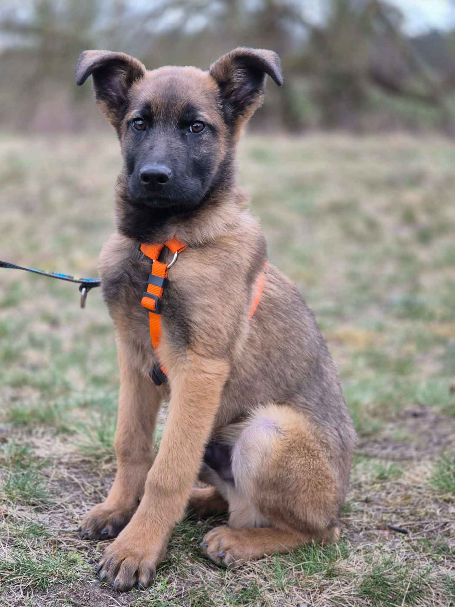 Morusek - delikatny, 4 miesięczny SZCZENIAK szuka domu Olsztyn - zdjęcie 6