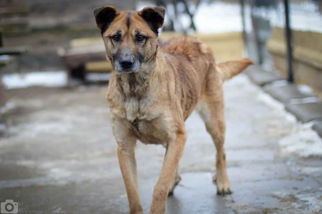 Sonia - przyjazna, łagodna suczka szuka domu! Olsztyn - zdjęcie 6