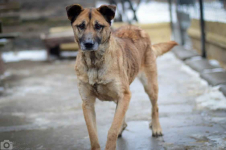 Sonia - przyjazna, łagodna suczka szuka domu! Olsztyn - zdjęcie 6