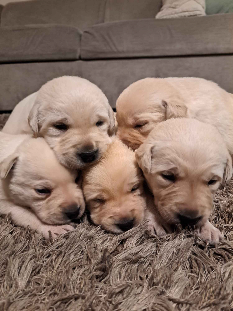 Labrador Retriever Gruszów Wielki - zdjęcie 1